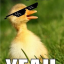 Quacky Beats Discord Bot Logo