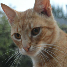 Cats Memer Discord Bot Logo