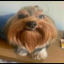 Angry Dog Discord Bot Logo
