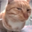 Catto0 v2 Discord Bot Logo