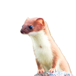 Weasel Bot Discord Bot Logo