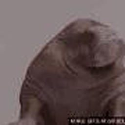 DonggBOT Discord Bot Logo