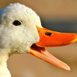 Logo for Quack
