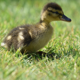 Sidbot Discord Bot Logo