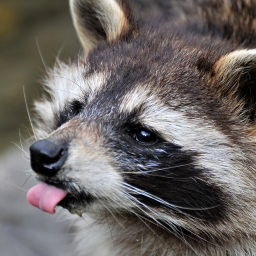 RacoonBot Discord Bot Logo