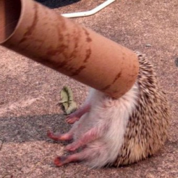 Jack 🦔 Discord Bot Logo