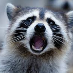 raccoonboi Discord Bot Logo
