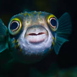 Fishy Discord Bot Logo