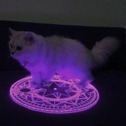 Kedi-Bot Discord Bot Logo