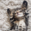Kitten bot Discord Bot Logo