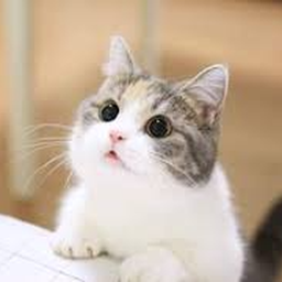 Cat bot Discord Bot Logo