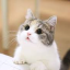 Cat bot Discord Bot Logo