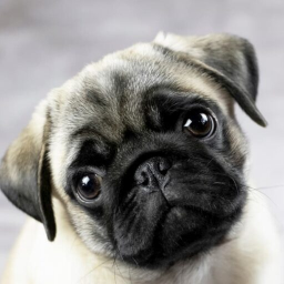 Pug Discord Bot Logo