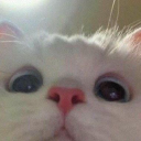 Nya Bot Discord Bot Logo