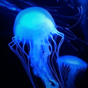 Jellyfish Discord Bot Logo
