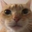 Ginger Cat Discord Bot Logo