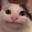 Beluga Discord Bot Logo