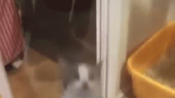 woggy's {Community} Discord Server Banner