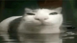 lesbian hangout Discord Server Banner