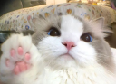 kitty 🐈 Discord Server Banner