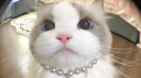 kitty 🐈 Discord Server Banner