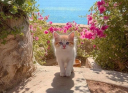 kitty 🍹 Discord Server Banner