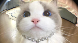 kitty 🌴 Discord Server Banner