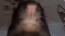 keerlev rott Discord Server Banner