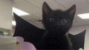 Roblox Script Paradise Discord Server Banner