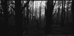 𓏵 𝓢ᴛᴀʀ𝓓ᴜsᴋ .⋆♱⃓ Discord Server Banner
