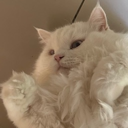 P L U T Ø Discord Server Banner