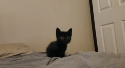 cats being cats Discord Server Banner