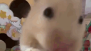 Zomojis Discord Server Banner
