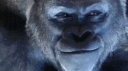Gorilla Ops Studios Discord Server Banner