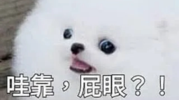 我現在是喵狗🐶 Discord Server Banner