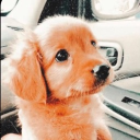 🐾🛁Puppii Playtiime🐶🐾 Discord Server Banner
