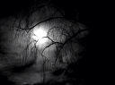 👻 𝔉𝔬𝔯𝔢𝔰𝔱 🎃 Discord Server Banner