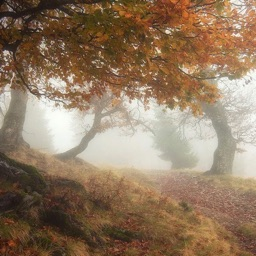 ๐ค๐๐ฐ๐ข๐ฅ๐ข๐ ๐ก๐ญ ๐๐๐ฏ๐๐ซ๐ข๐๐ค Discord Server Banner