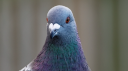 The Pigeon Community Discord Server Banner