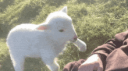 “ 🌾 𐄹 Cotton Cloud Corner 𐄹 🐑 ” Discord Server Banner