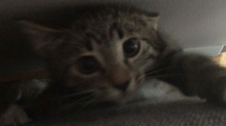 chill club <3 Discord Server Banner