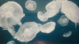 hananoki Discord Server Banner