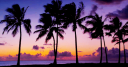 Paradise Palms Discord Server Banner