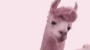 Llama Yeah Studio Discord Server Banner