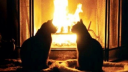 XOXO  nitro Discord Server Banner