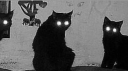 MSC Discord Server Banner