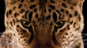 Library of Aletheia Discord Server Banner