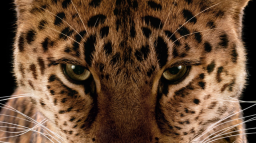 Library of Aletheia Discord Server Banner