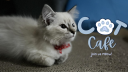 「 ✦ Cat Cafe ✦ 」 Discord Server Banner