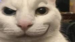 Potato Cats Discord Server Banner